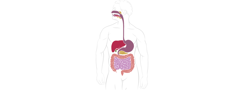 Sistema gastrointestinal, sistema gastrintestinal, boca, esôfago, estômago, duodeno, jejuno, íleo, intestino delgado, intestino grosso, cólon, ânus, fígado, vesícula biliar, pâncreas.