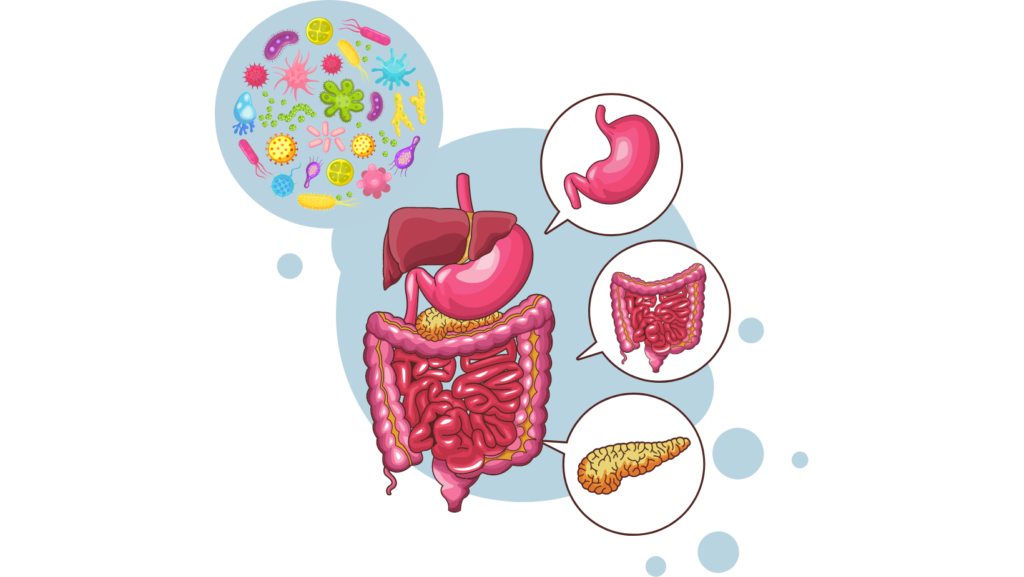 Gastrite, úlcera péptica, doença do refluxo gastroesofágico, síndrome do intestino irritável, doença inflamatória intestinal, doença de Crohn, retocolite ulcerativa, hepatites, cirrose hepática, pancreatite, doença celíaca, câncer gastrointestinal.