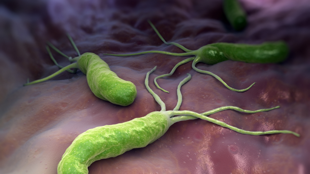 Helicobacter pylori